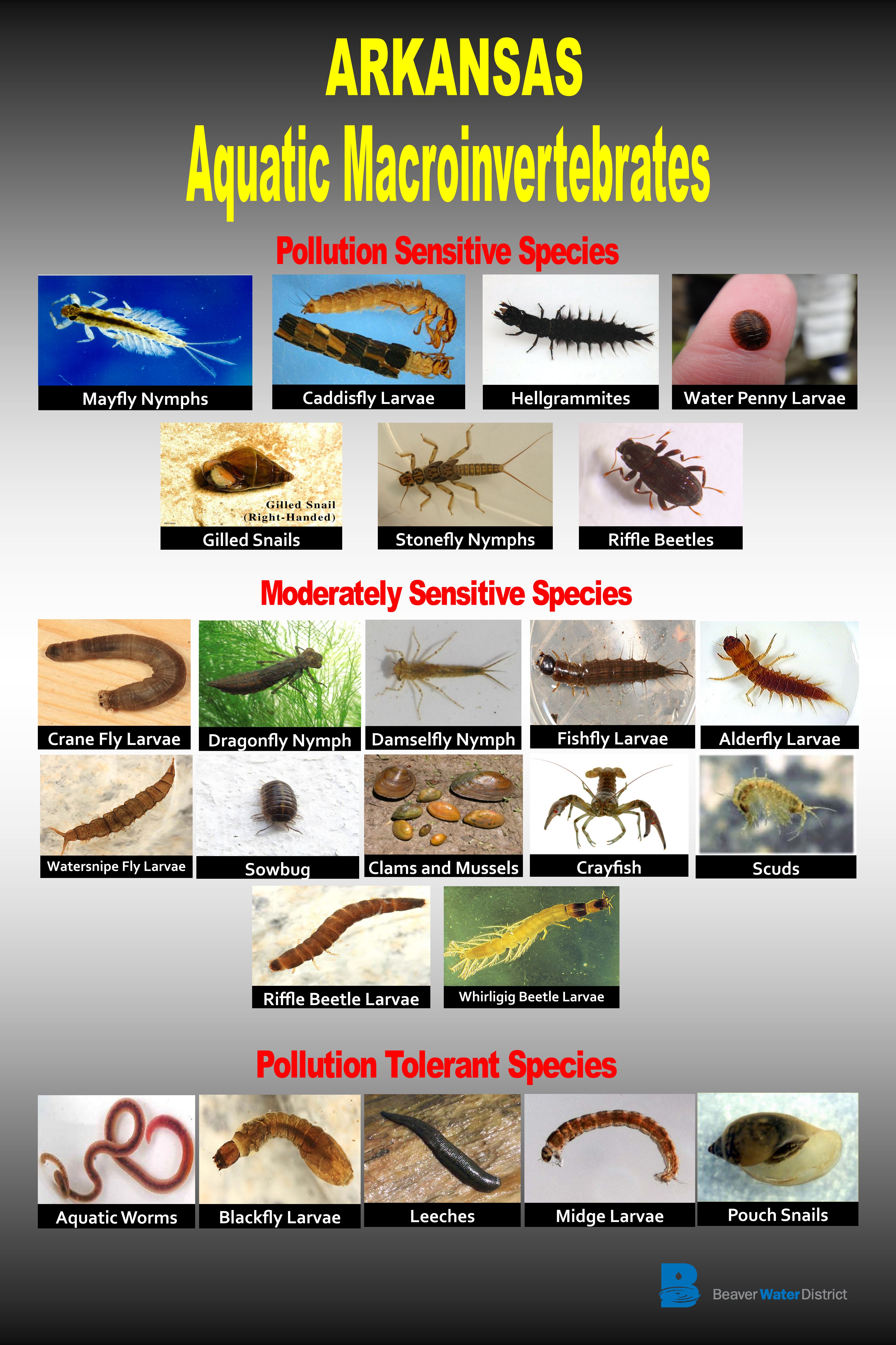 Macroinvertebrate Bioindicators | Beaver Water District